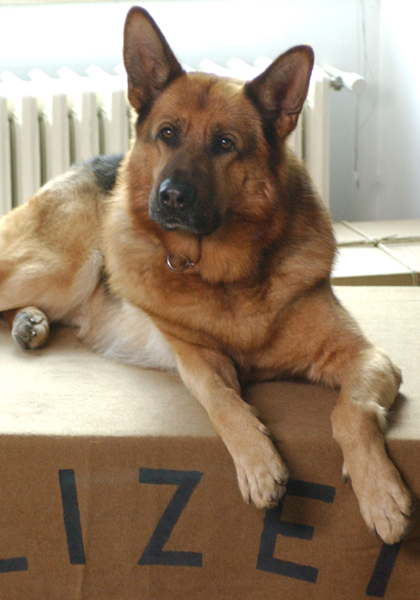 Rex III